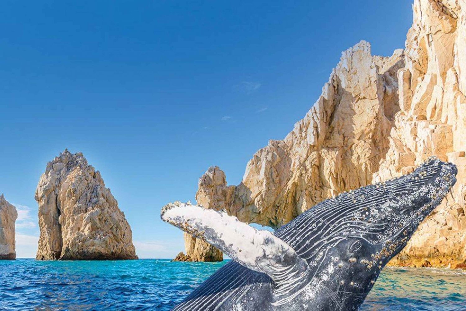 Cabo San Lucas Arch, Red Whale Watching and Love Beach