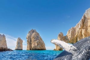 Tour Avistamiento Ballenas, Arco de Cabo San Lucas y Playa del Amor