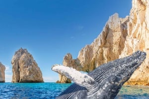 Arco de Cabo San Lucas, Avistamiento de Ballenas Coloradas y Playa del Amor