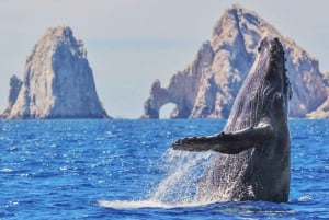 Arco de Cabo San Lucas, Avistamiento de Ballenas Coloradas y Playa del Amor