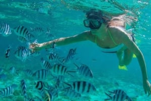 Arco de Cabo San Lucas, Avistamiento de Ballenas Coloradas y Playa del Amor