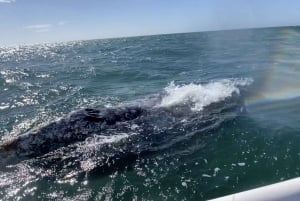 Whale Watching Tour in La Paz