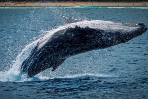 Whale Watching Tour in La Paz