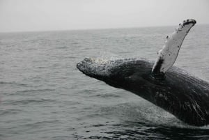 Whale Watching Tour in La Paz