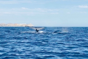 Whale Watching Tour in La Paz