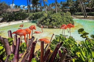 Xcaret Plus, Meal, Show and Transfer Included from Playa del Carmen