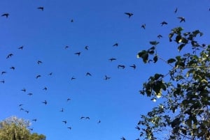 Xilitla: Swallows, Tamul Waterfall and Cenote Cave Tour