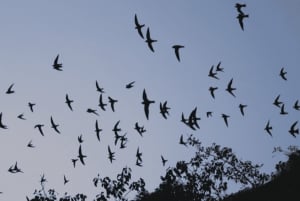 Xilitla: Swallows, Tamul Waterfall and Cenote Cave Tour