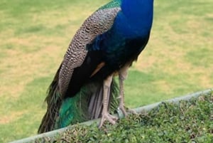 Recorrido por los Canales de Xochimilco y los Tesoros de Coyoacán