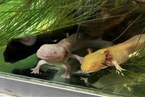 Xochimilco Day Trip: Farmland Food and Hop on a Trajinera