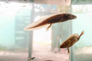 Xochimilco para niños y familias