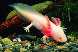 Xochimilco: Kayak Tour and Axolotl Watching