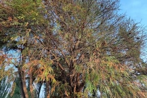 Xochimilco: Sanctuary of the Axolotl