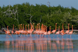 Yucatán: Las Coloradas Pink Lake & Río Lagartos Tour with Lunch