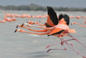 Yucatán: Las Coloradas Pink Lake & Río Lagartos Tour with Lunch