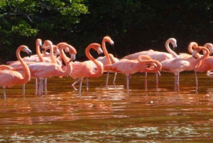 Yucatán: Las Coloradas Pink Lake & Río Lagartos Tour with Lunch