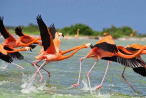 Yucatan: Las Coloradas Pink Lake & Rio Lagartos Tour with Lunch