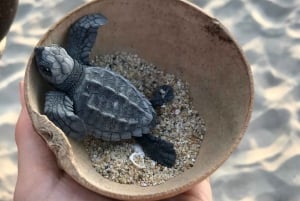 Zihuatanejo, Guerrero: Turtle Release Experience