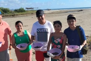 Zihuatanejo, Guerrero: Turtle Release Experience