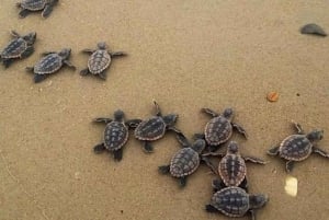 Zihuatanejo: Turtle Release Experience at Playa Blanca