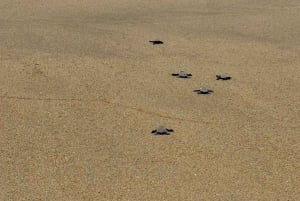 Zihuatanejo: Turtle Release Experience at Playa Blanca