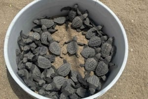 Zihuatanejo: Turtle Release Experience at Playa Blanca