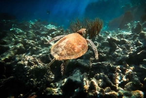 2 TAGE Segeln von Miami nach Nord Key Largo und zurück