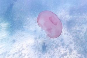 Navegación de 2 DÍAS de Miami a Cayo Largo Norte y vuelta