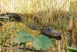 3-Day Florida Getaway: Miami, Everglades & Key West Snorkel