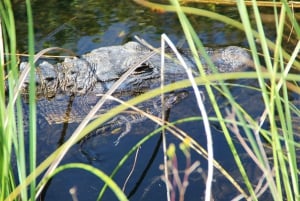 3-Day Florida Getaway: Miami, Everglades & Key West Snorkel
