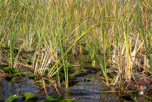 3-Day Florida Getaway: Miami, Everglades & Key West Snorkel