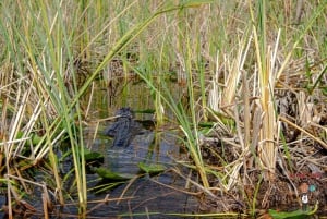 3-Day Florida Getaway: Miami, Everglades & Key West Snorkel