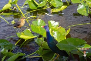 3-Day Florida Getaway: Miami, Everglades & Key West Snorkel