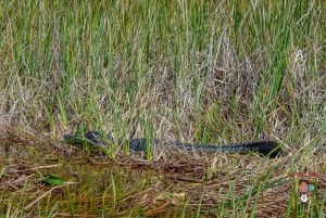 3-Day Florida Getaway: Miami, Everglades & Key West Snorkel