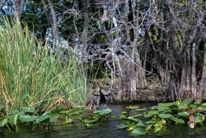 3-daags uitje naar Florida: Miami, Everglades en snorkelen in Key West