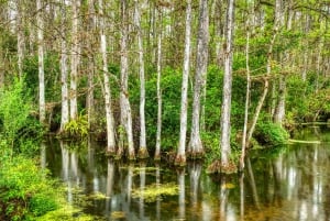 Eksploracja Big Cypress: Jedź i odkrywaj dziką przyrodę