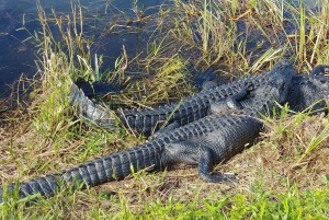 Everglades Airboat Ride & Raitiovaunukierros