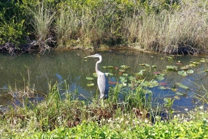 Excursion en canot pneumatique et en tramway dans les Everglades