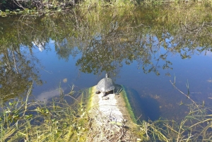 Excursion en canot pneumatique et en tramway dans les Everglades