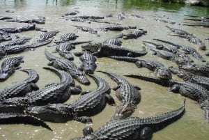 Everglades: Airboat Tour and Wildlife Show