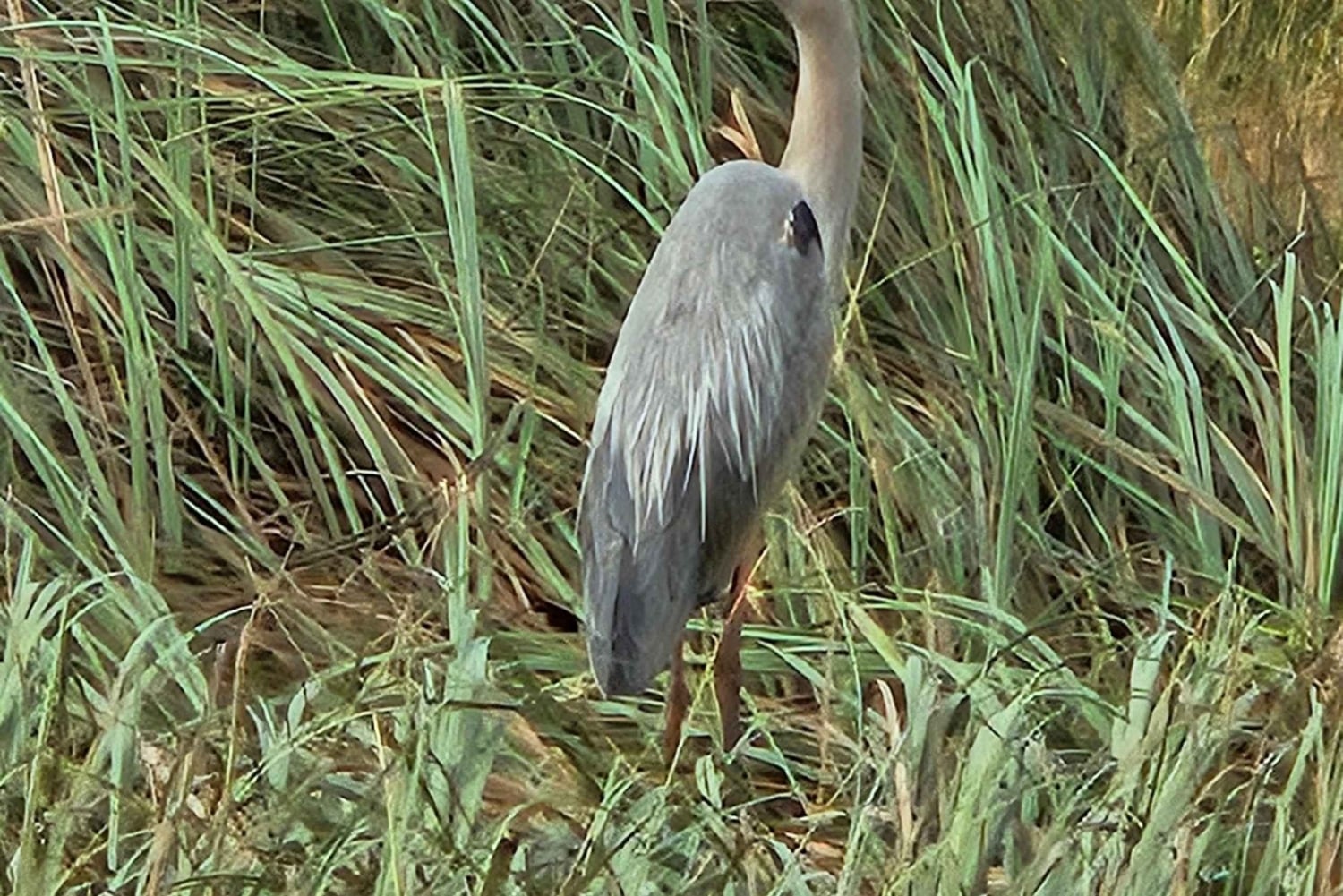 Everglades: tour in barca con trasporto e ingresso inclusi