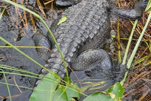 Everglades : tour en bateau avec transport& entrée inclus