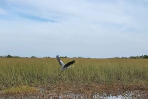 Everglades boat tour with transportation & entrance included
