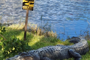 Båttur i Everglades med transport og inngang inkludert