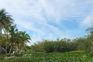 Everglades rondvaart met vervoer & entree inbegrepen