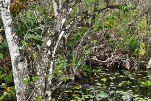 Everglades boat tour with transportation & entrance included