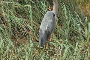Everglades: tour in barca con trasporto e ingresso inclusi