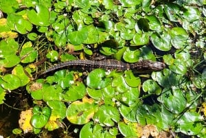 Everglades: tour in barca con trasporto e ingresso inclusi