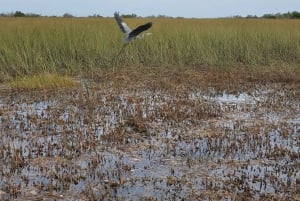 Everglades: tour in barca con trasporto e ingresso inclusi