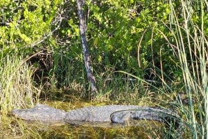 Everglades: tour in barca con trasporto e ingresso inclusi